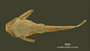 Bunocephalus amaurus FMNH 53121 holo v